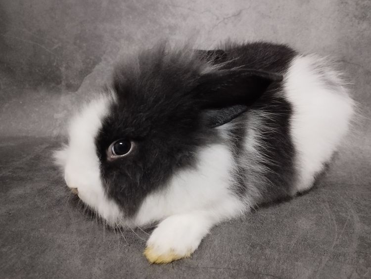 กระต่ายน้อย รูปที่ 4