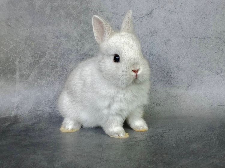 กระต่ายน้อย รูปที่ 6