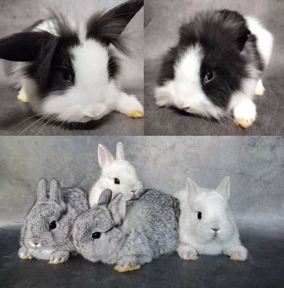 กระต่ายน้อย