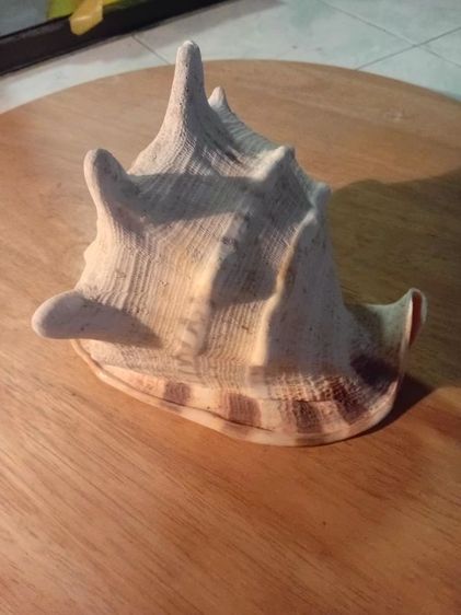 Andaman seashell หอยเท้าช้าง รูปที่ 5