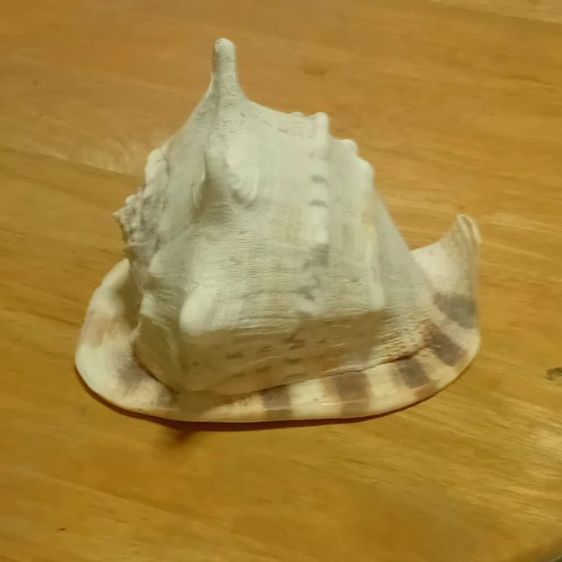 Andaman seashell หอยเท้าช้าง รูปที่ 2