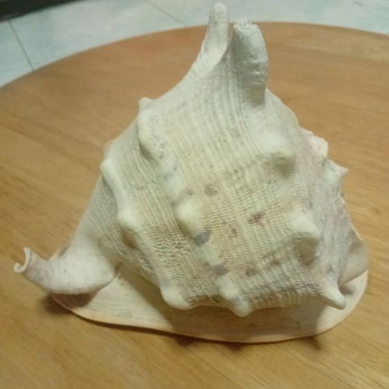 Andaman seashell หอยเท้าช้าง รูปที่ 4