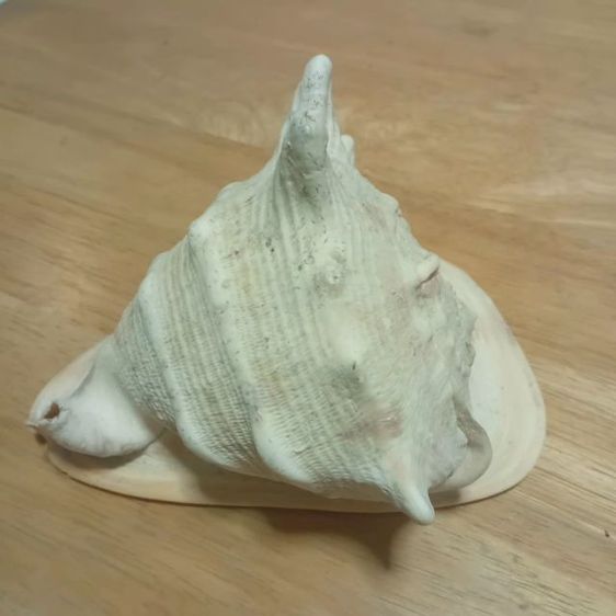 Andaman seashell หอยเท้าช้าง รูปที่ 7