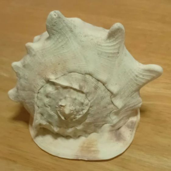 Andaman seashell หอยเท้าช้าง