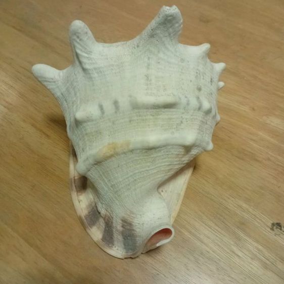 Andaman seashell หอยเท้าช้าง รูปที่ 3