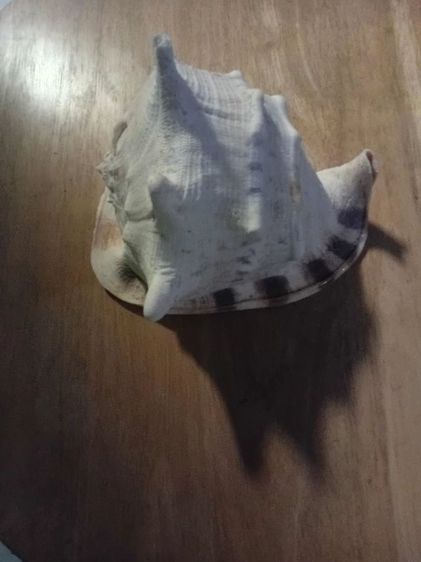 Andaman seashell หอยเท้าช้าง รูปที่ 6