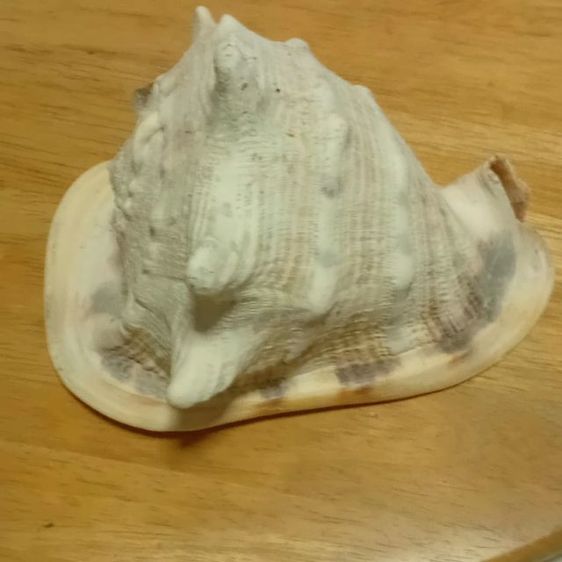 เปลือกหอยเท้าช้าง รูปที่ 3