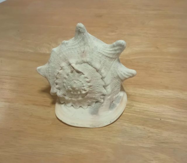 เปลือกหอยเท้าช้าง