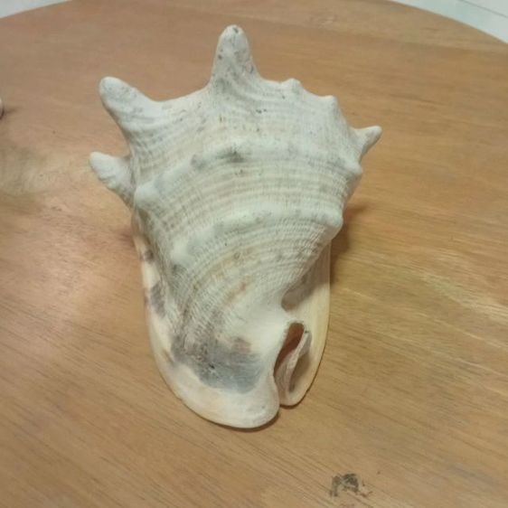 เปลือกหอยเท้าช้าง รูปที่ 5