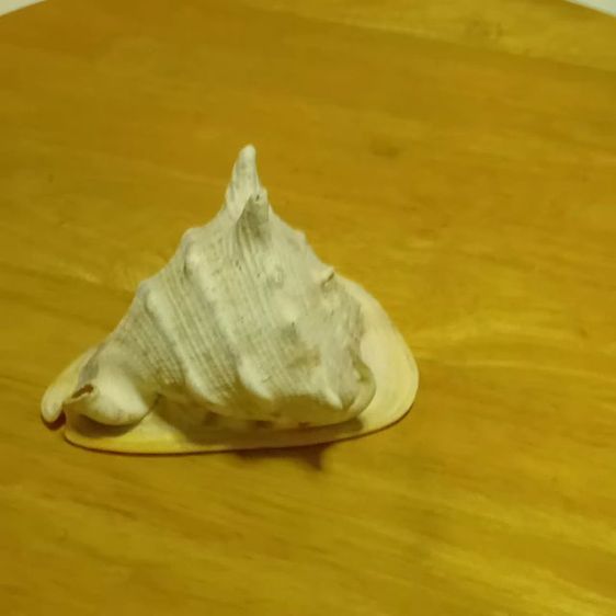 เปลือกหอยเท้าช้าง รูปที่ 2