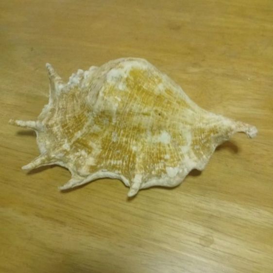 เปลือกหอยมือนาง รูปที่ 4