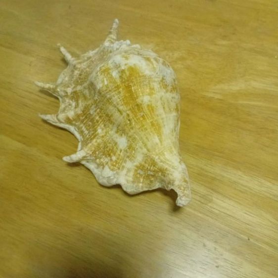 เปลือกหอยมือนาง รูปที่ 5
