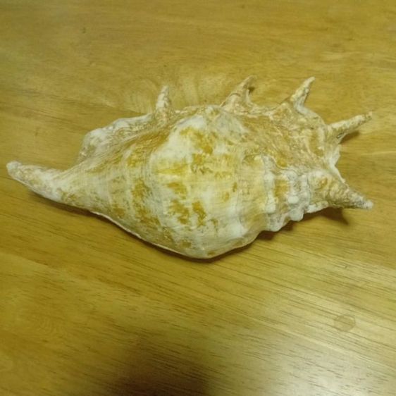 เปลือกหอยมือนาง