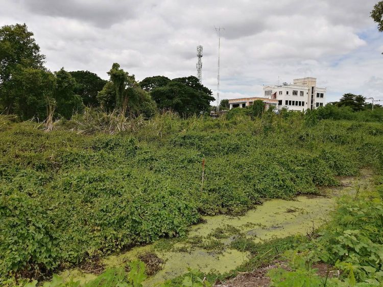 ขายโฉนดที่ดิน (ไม่มีทางเข้า-ออก) ราคาถูก เขตทวีวัฒนา ใกล้สนามหลวง 2 รูปที่ 3