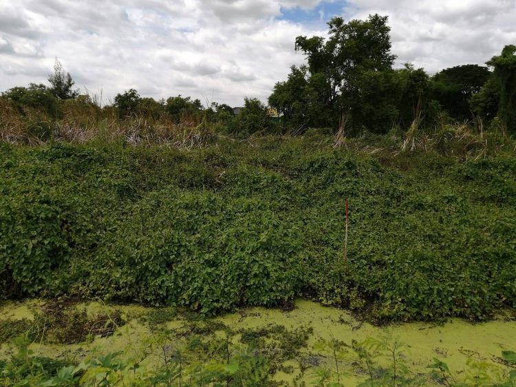 ขายโฉนดที่ดิน (ไม่มีทางเข้า-ออก) ราคาถูก เขตทวีวัฒนา ใกล้สนามหลวง 2 รูปที่ 4