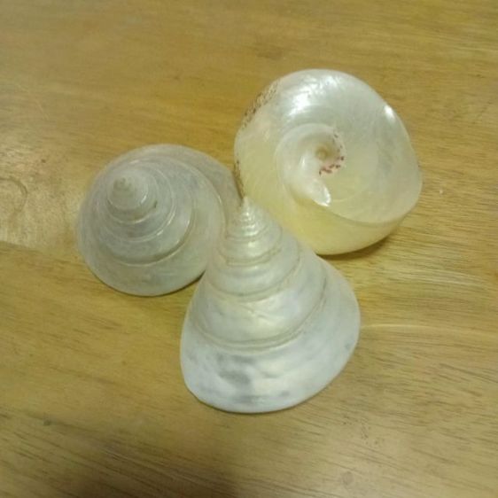 เปลือกหอยมุกเจดีย์ รูปที่ 3