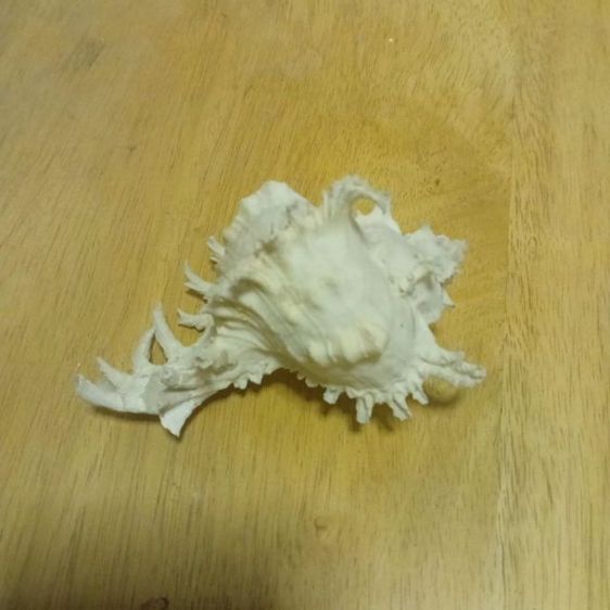 เปลือกหอยหน้ายักษ์พร้อมม้าน้ำ รูปที่ 4