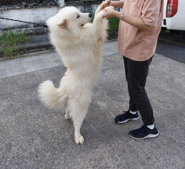 ซามอยแท้ แข็งแรง น่ารักมาก ผู้1 เมีย4 รูปที่ 2