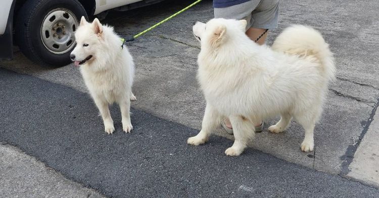 ซามอยแท้ แข็งแรง น่ารักมาก ผู้1 เมีย4 รูปที่ 3