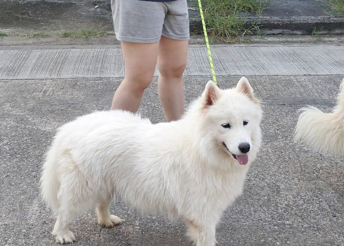 ซามอยแท้ แข็งแรง น่ารักมาก ผู้1 เมีย4