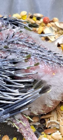 ลูกป้อนฟอพัสสีโอลีฟเพศเมีย รูปที่ 5