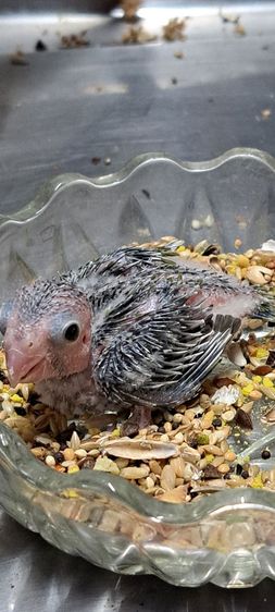 ลูกป้อนฟอพัสสีโอลีฟเพศเมีย