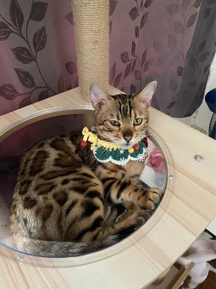 ลดประชากรแมว น้องแมวสาพันธุ์เบงกอลแท้  รูปที่ 2