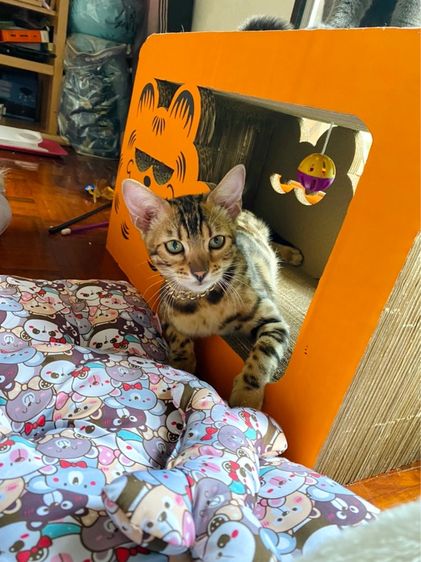 ลดประชากรแมว น้องแมวสาพันธุ์เบงกอลแท้  รูปที่ 5