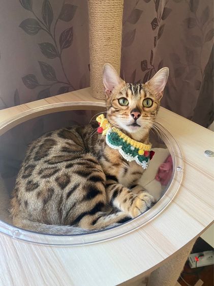 เบงกอล (Bengal House Cat) ลดประชากรแมว น้องแมวสาพันธุ์เบงกอลแท้ 