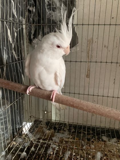 นกค็อกคาเทล รูปที่ 2