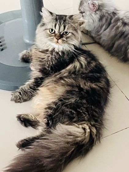 เปอร์เซีย (Persian) ขายดมวเปอร์เซียสีโกลเด้น