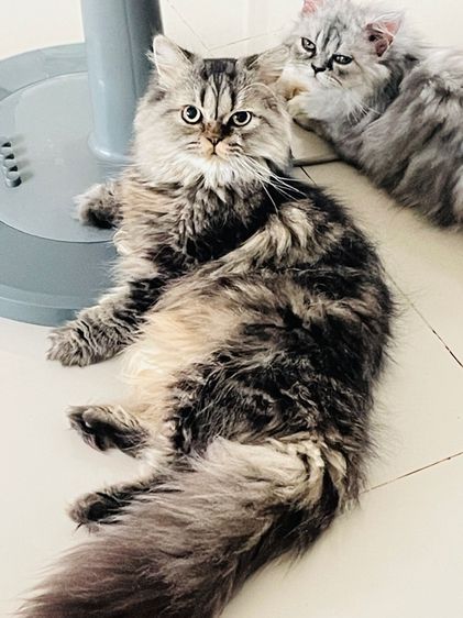 ขายดมวเปอร์เซียสีโกลเด้น รูปที่ 3