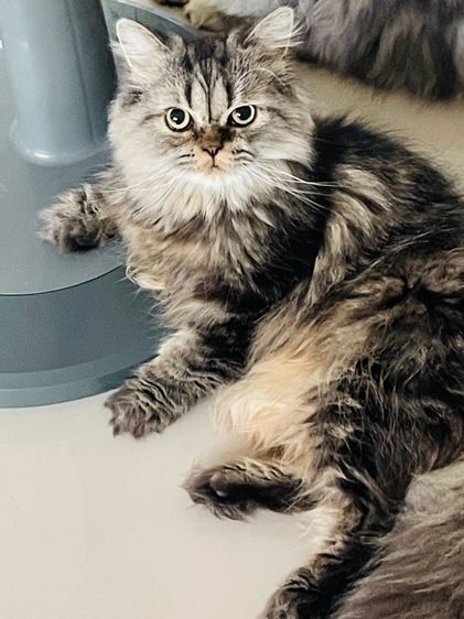 ขายดมวเปอร์เซียสีโกลเด้น รูปที่ 2