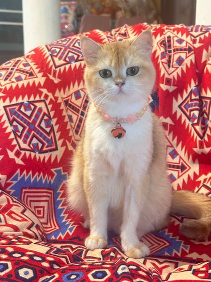 แม่พันบริติช