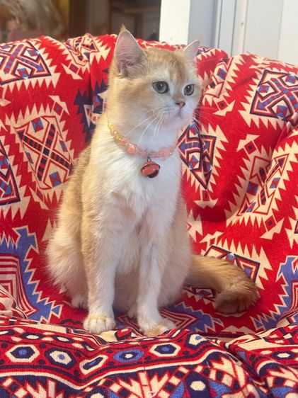 แม่พันบริติช รูปที่ 3