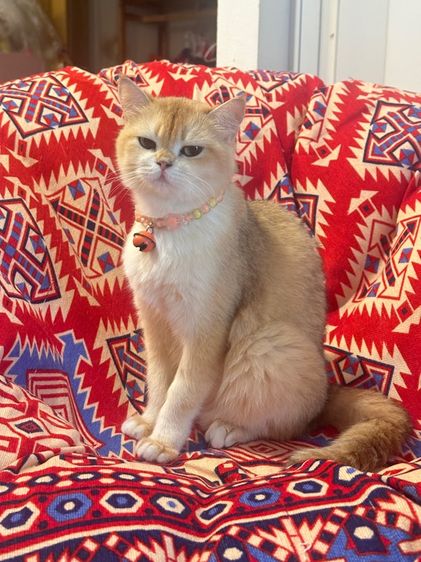 แม่พันบริติช รูปที่ 7