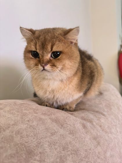 พ่อพันธุ์บริติชตาสีเขียว รูปที่ 2