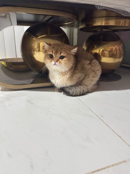 พ่อพันธุ์บริติชตาสีเขียว รูปที่ 3