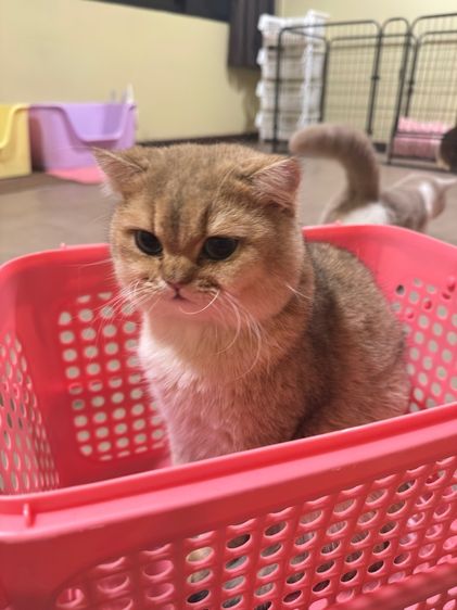 พ่อพันธุ์บริติชตาสีเขียว รูปที่ 4