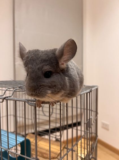 ชินชิล่า รูปที่ 4