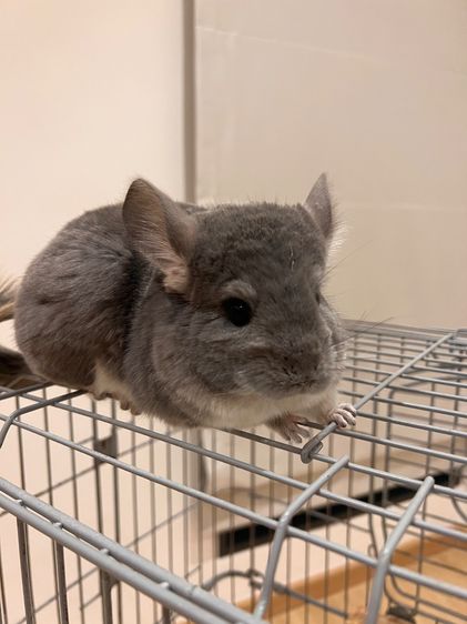 ชินชิล่า รูปที่ 2