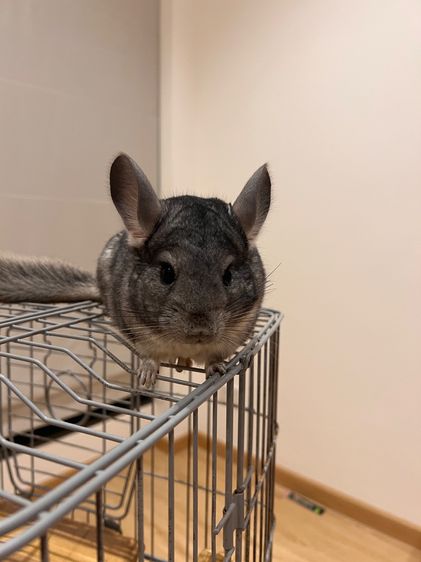 ชินชิล่า รูปที่ 4