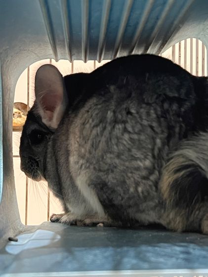 ชินชิล่า รูปที่ 7