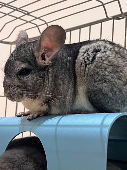 ชินชิล่า รูปที่ 3