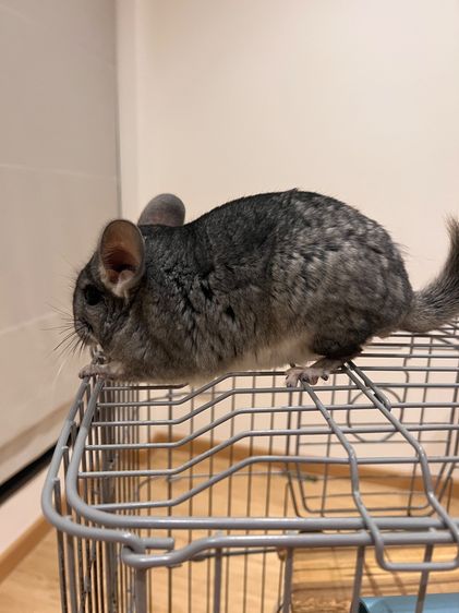 ชินชิล่า รูปที่ 6