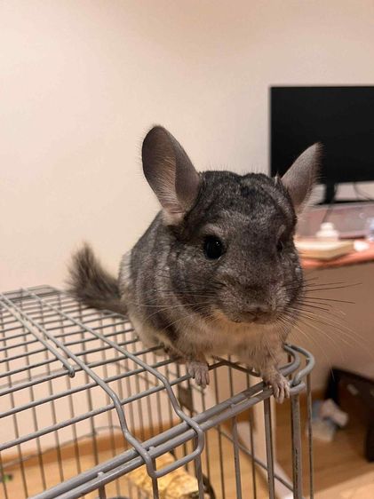 ชินชิล่า รูปที่ 2