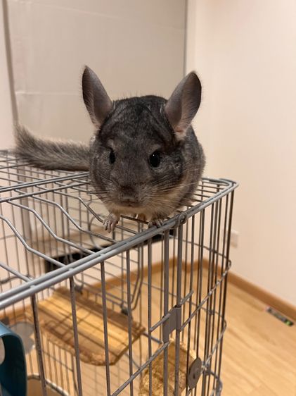 ชินชิล่า รูปที่ 5