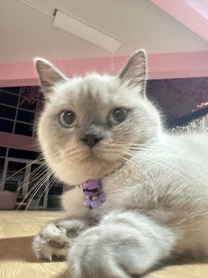 พ่อพันธุ์ขาสั้นบลูพ้อย 1 ขวบ รูปที่ 2