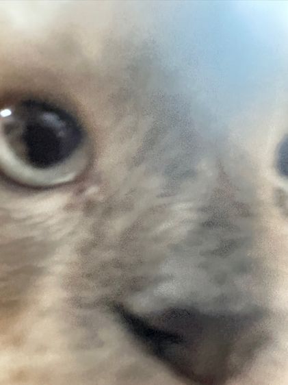 พ่อพันธุ์ขาสั้นบลูพ้อย 1 ขวบ รูปที่ 4