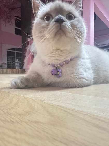 พ่อพันธุ์ขาสั้นบลูพ้อย 1 ขวบ รูปที่ 5